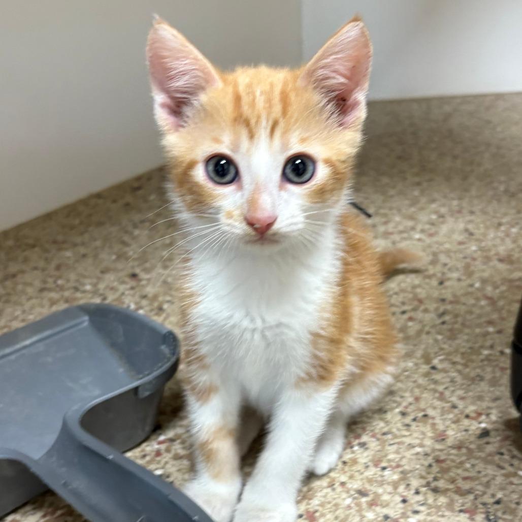 Basil, Adoptable, Young Male American Shorthair.
