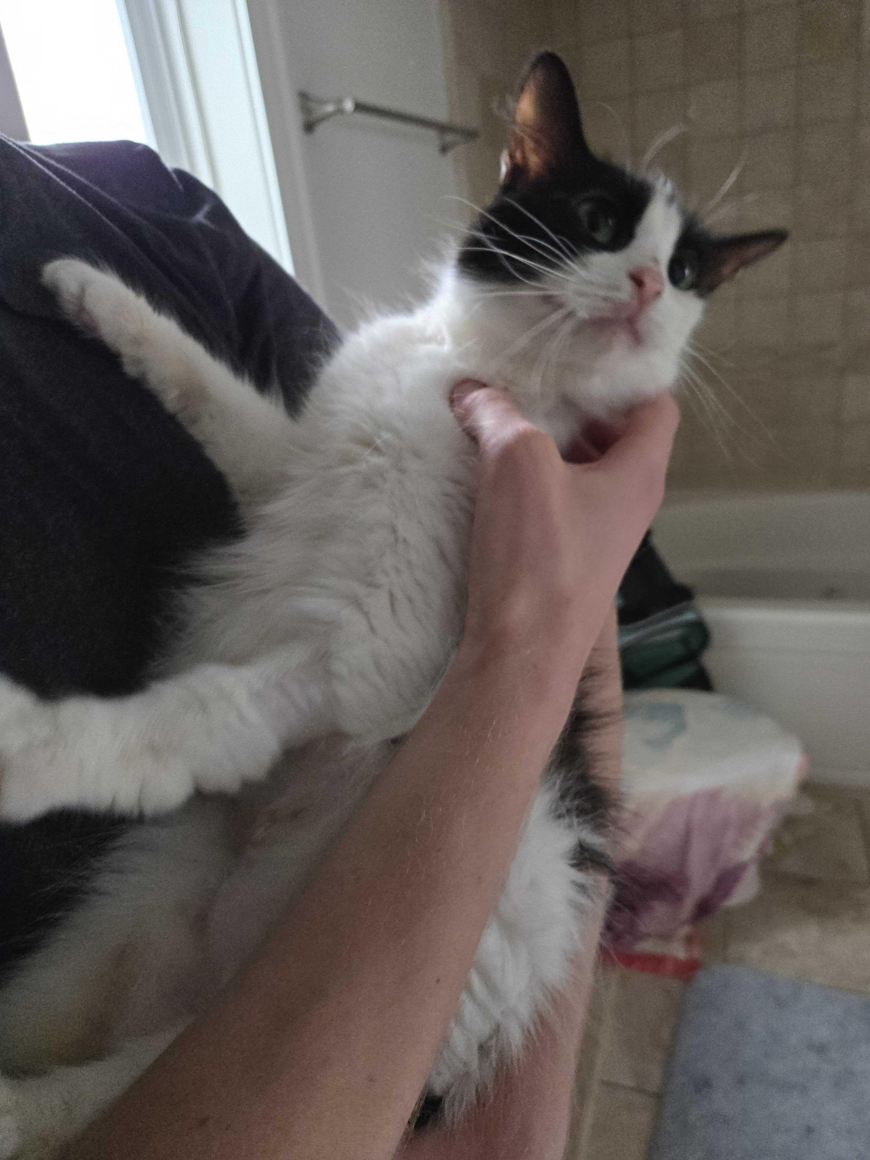 Enlarge Begonia, a Adoptable Domestic Medium Hair in Waltham, MA image 6/6