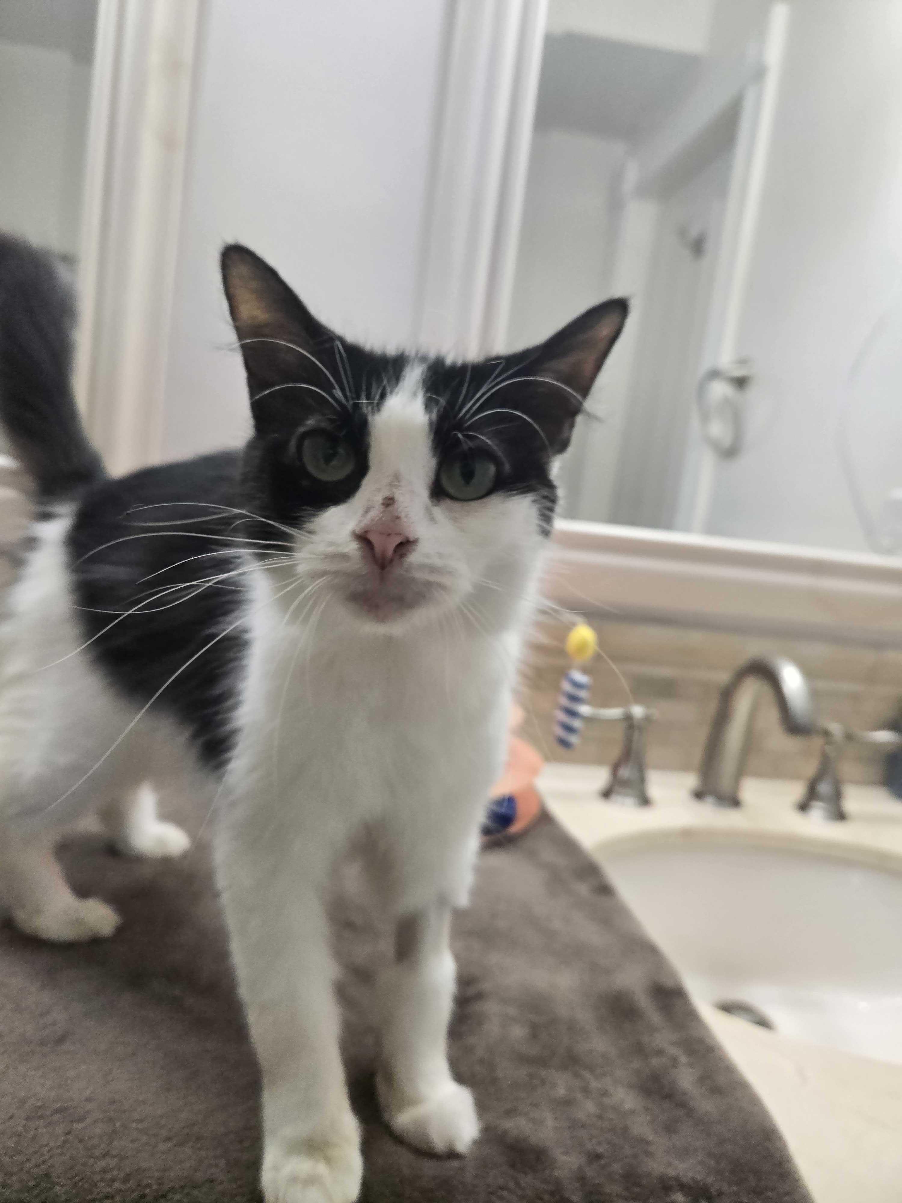 Enlarge Begonia, a Adoptable Domestic Medium Hair in Waltham, MA image 3/6