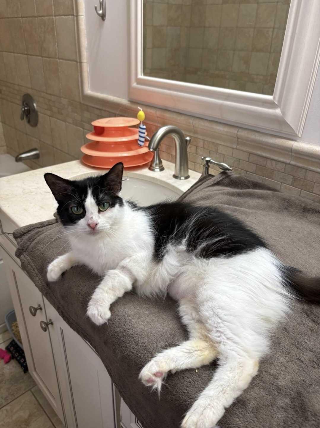 Enlarge Begonia, a Adoptable Domestic Medium Hair in Waltham, MA image 2/6