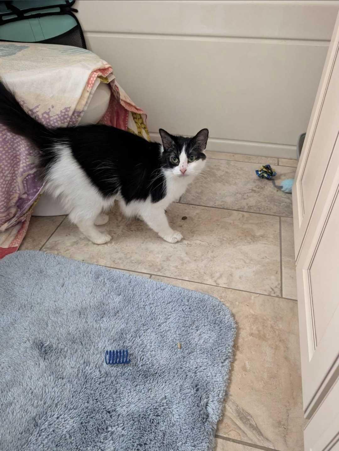 Enlarge Begonia, a Adoptable Domestic Medium Hair in Waltham, MA image 4/6