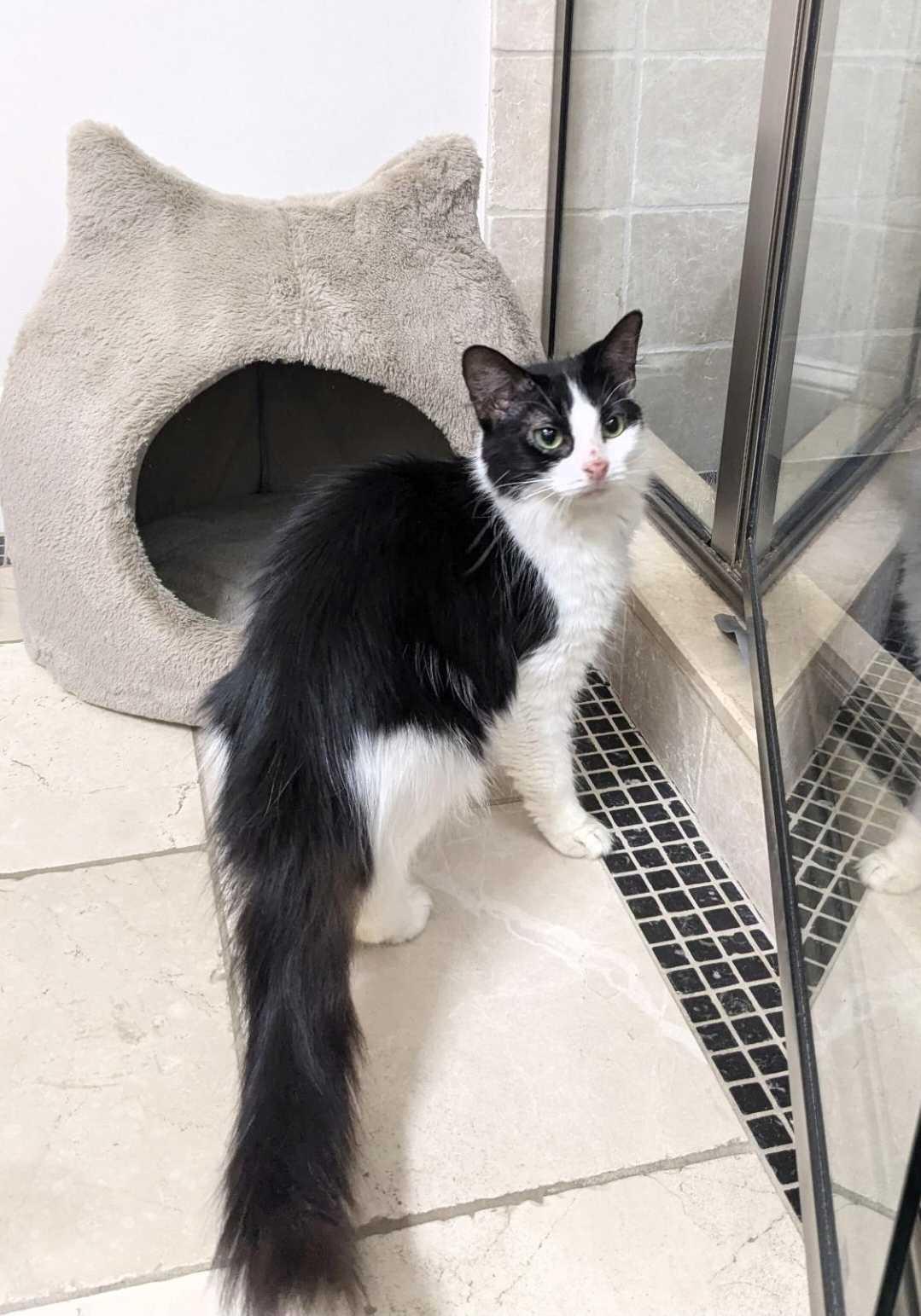 Begonia, Adoptable, Adult Female Domestic Medium Hair.