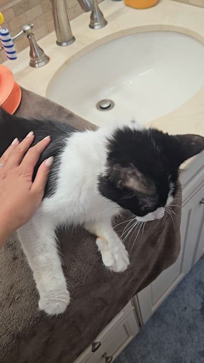 Enlarge Begonia, a Adoptable Domestic Medium Hair in Waltham, MA video 5/6