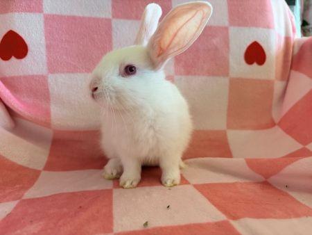 Enlarge Aris, a Adoptable Hotot in Scotts Valley, CA image 3/6