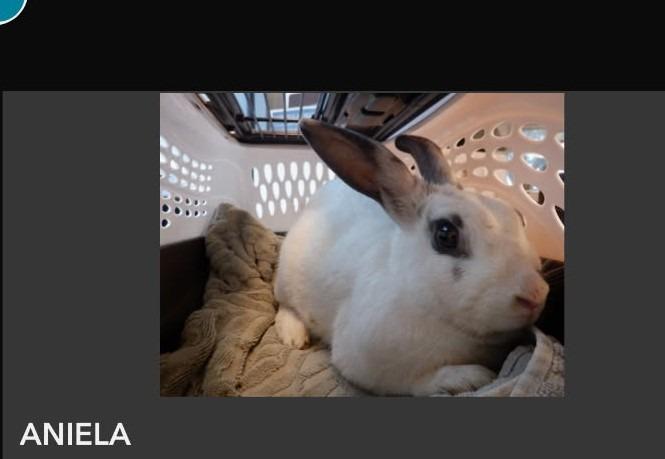 Enlarge Aris, a Adoptable Hotot in Scotts Valley, CA image 6/6