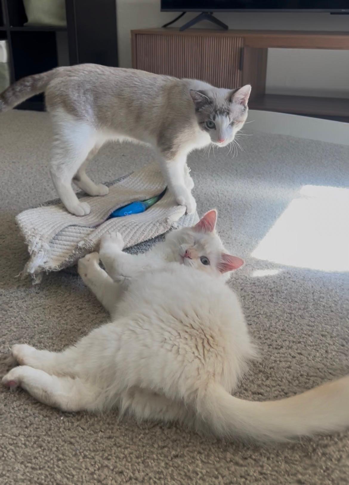 Zombie and Cyclops (Bonded Pair!)