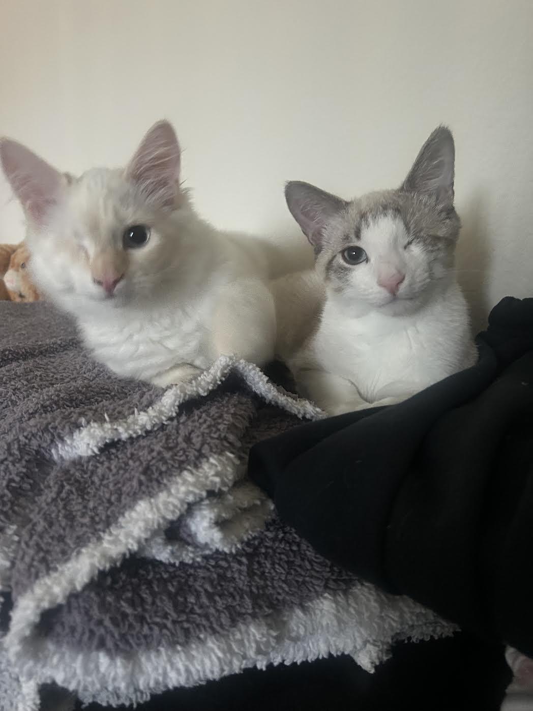 Zombie and Cyclops (Bonded Pair!)