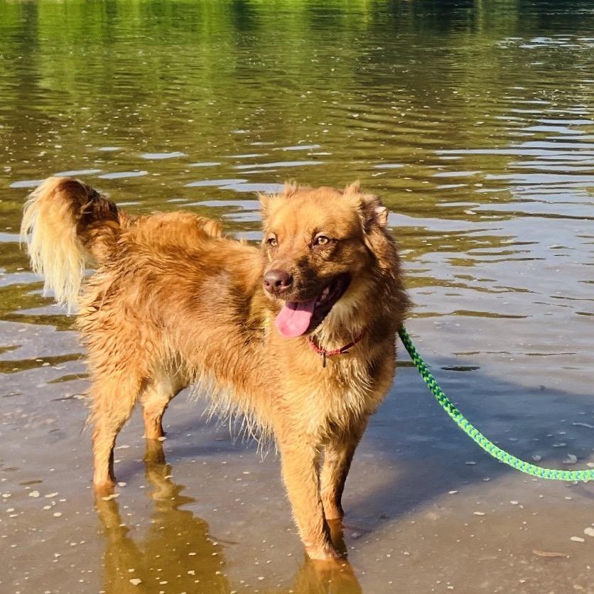 Enlarge Moose, a Adoptable Mixed Breed in Fredericksburg, VA image 1/3