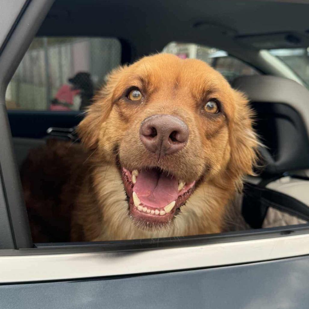 Moose, Adoptable, Adult Male Mixed Breed.