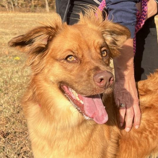 Enlarge Moose, a Adoptable Mixed Breed in Fredericksburg, VA image 1/5