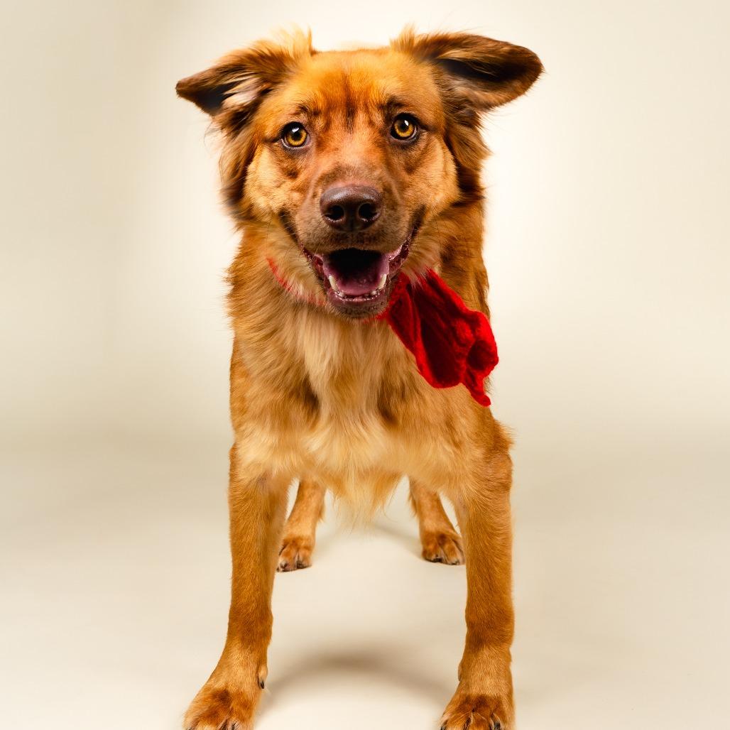 Moose, Adoptable, Adult Male Mixed Breed.