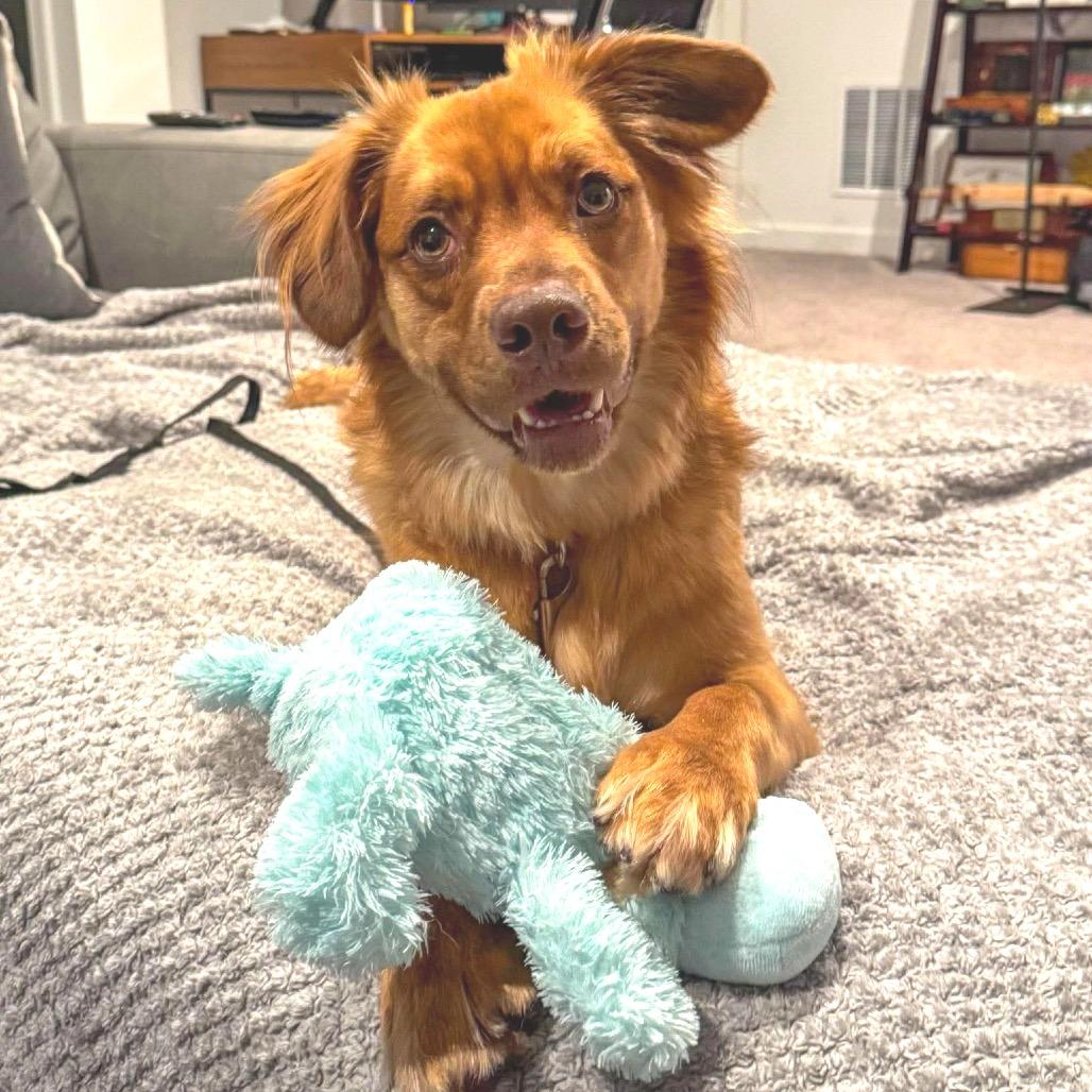 Moose, Adoptable, Adult Male Mixed Breed.