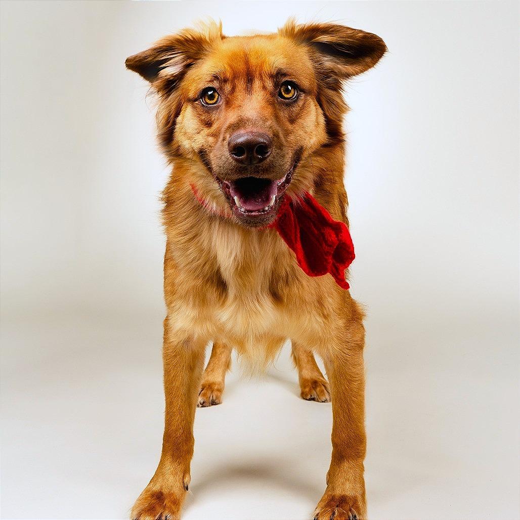 Moose, a Adoptable Mixed Breed in Fredericksburg, VA image 3/6