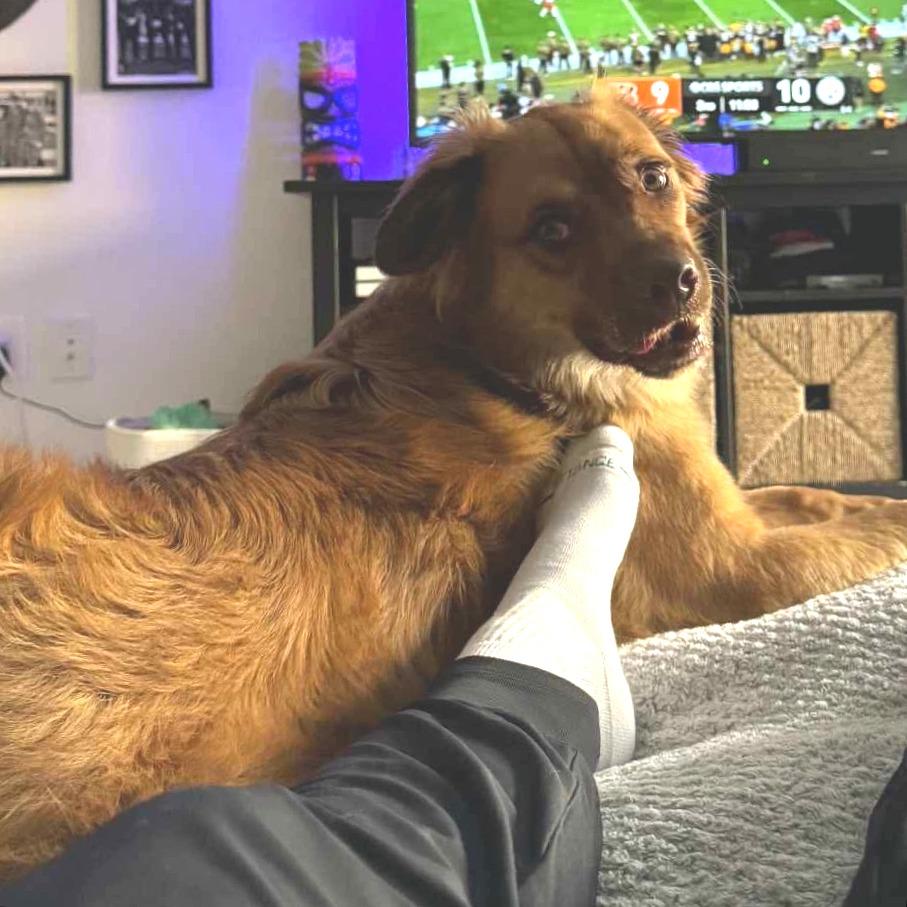 Enlarge Moose, a Adoptable Mixed Breed in Fredericksburg, VA image 3/5