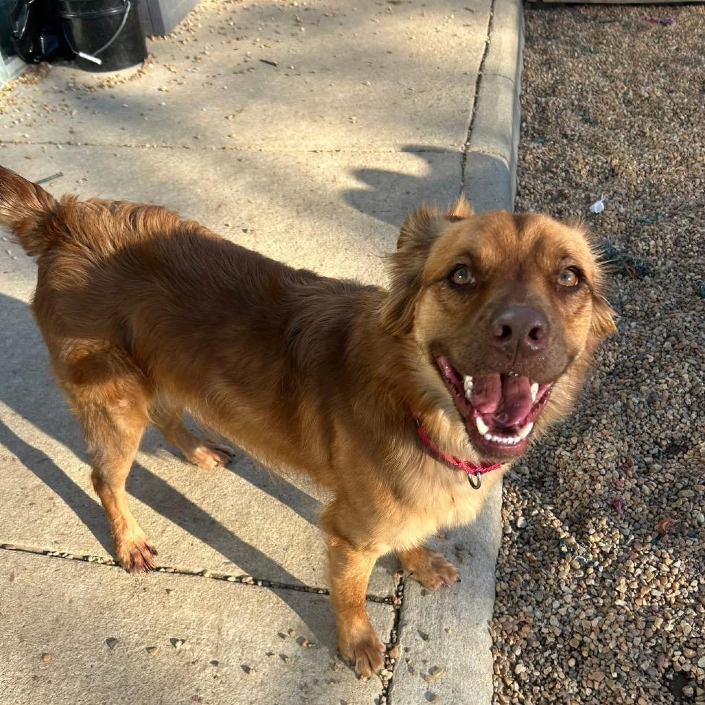 Enlarge Moose, a Adoptable Mixed Breed in Fredericksburg, VA image 4/6