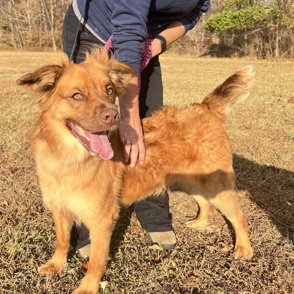 Enlarge Moose, a Adoptable Mixed Breed in Fredericksburg, VA image 4/5