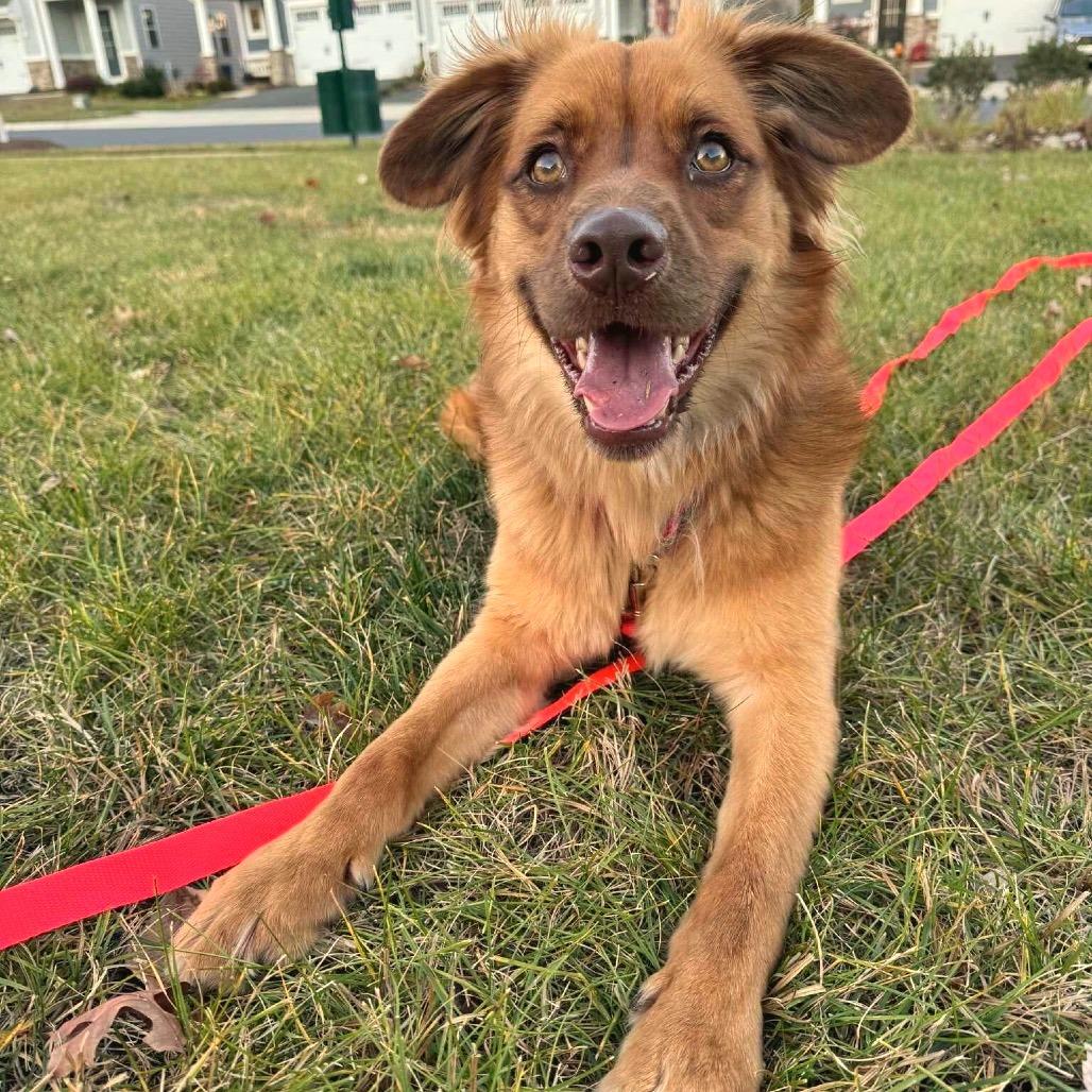 Enlarge Moose, a Adoptable Mixed Breed in Fredericksburg, VA image 5/5