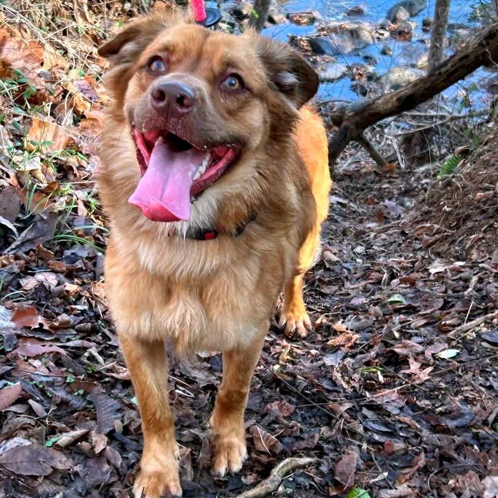 Enlarge Moose, a Adoptable Mixed Breed in Fredericksburg, VA image 6/6