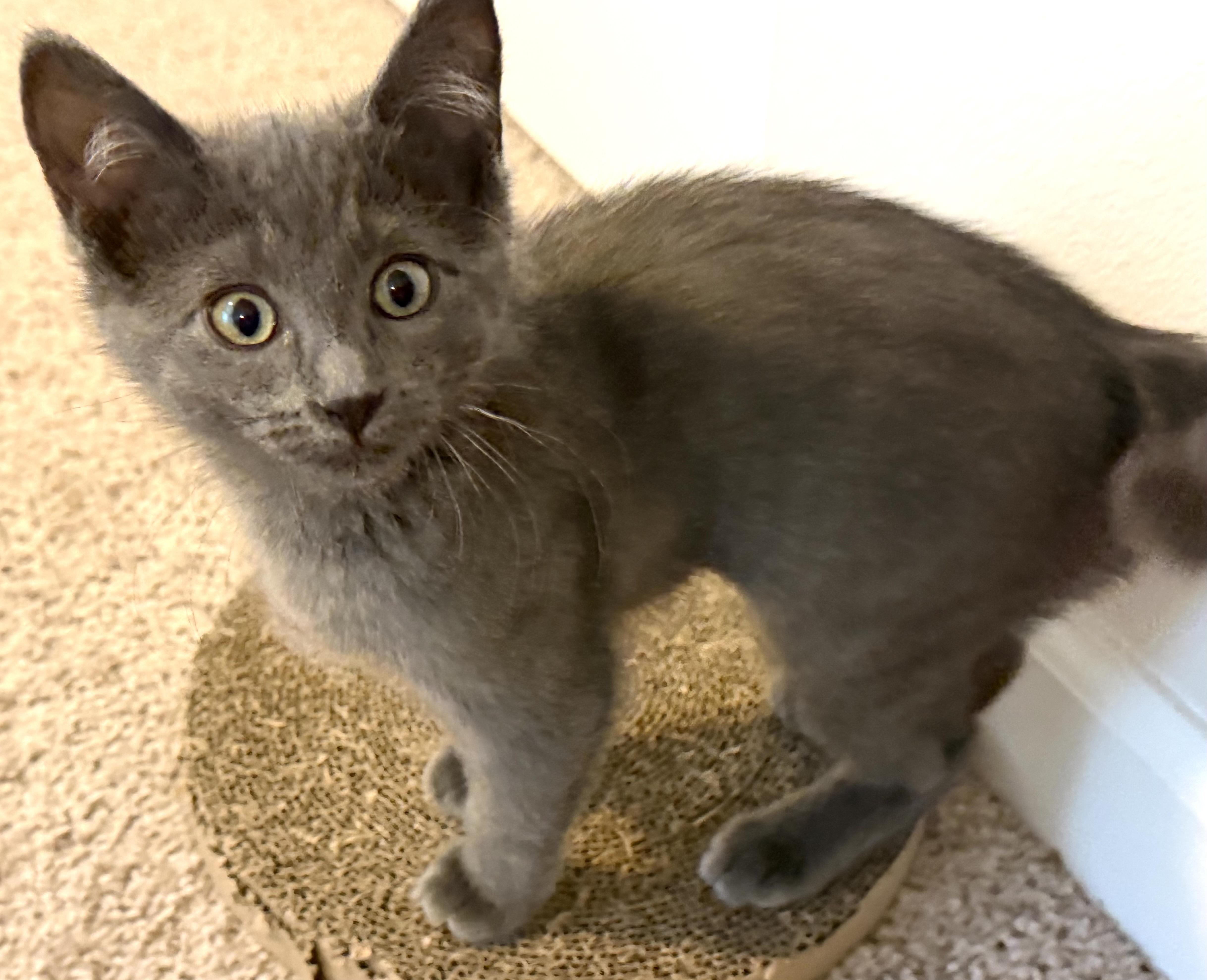 Enlarge Reef, an adopted Domestic Short Hair in Redmond, WA image 1/1