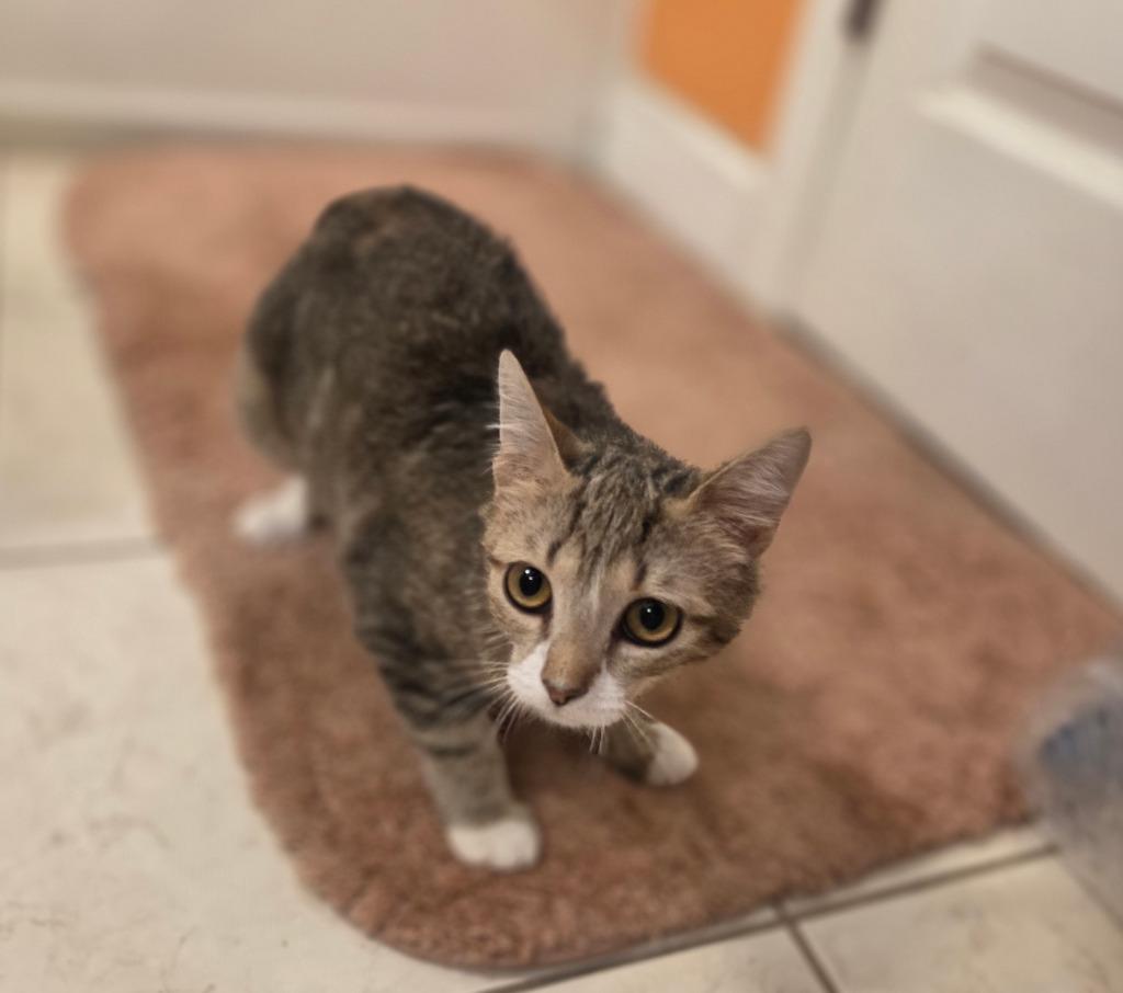 Judy Hale, Adopted, Kitten Female Domestic Short Hair.