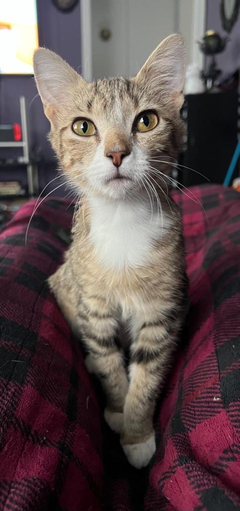 Enlarge Judy Hale, a Adopted mixed breed in Parkville, MD image 3/6