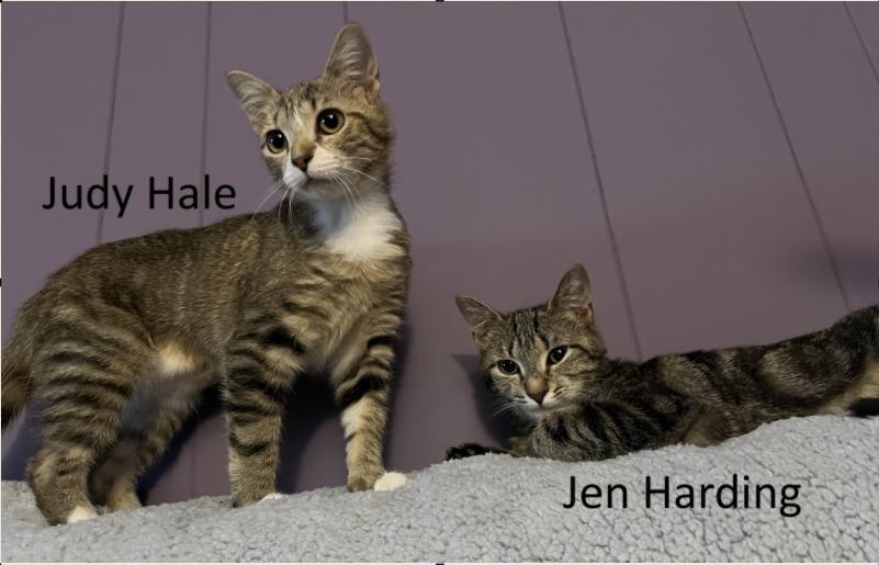 Enlarge Judy Hale, a Adopted mixed breed in Parkville, MD image 4/6