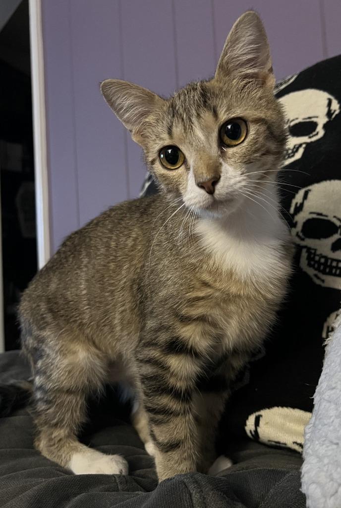 Enlarge Judy Hale, a Adopted mixed breed in Parkville, MD image 5/6