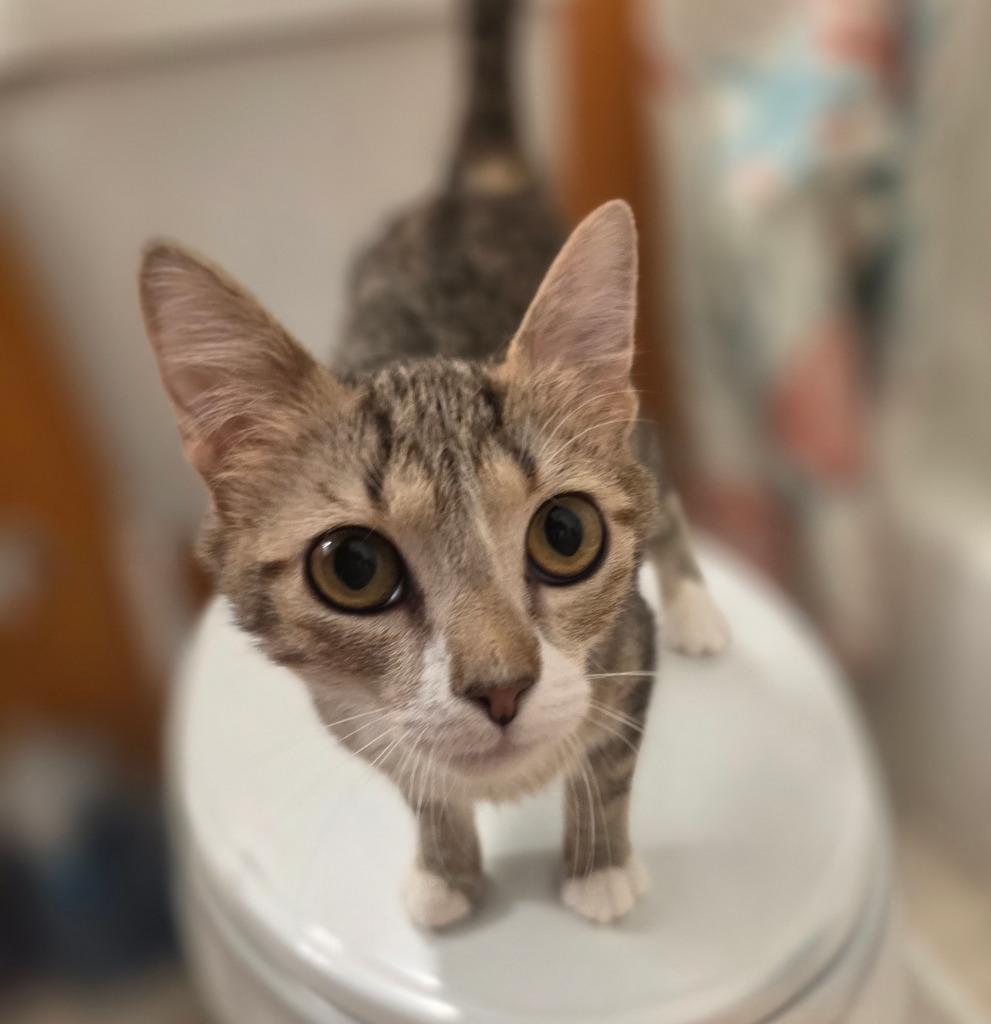 Enlarge Judy Hale, a Adopted mixed breed in Parkville, MD image 6/6