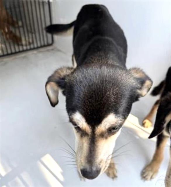 OREO — thumbnail 2