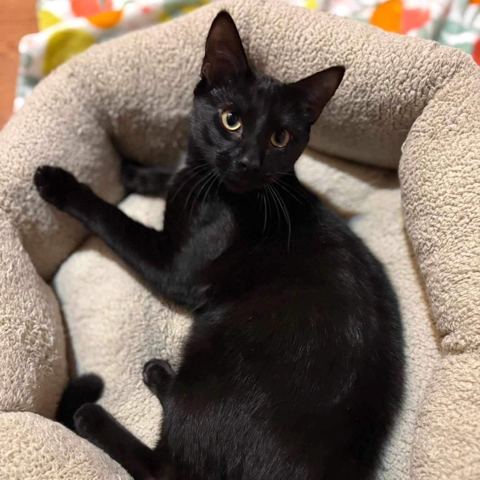 Spruce, adopted, Young Male Domestic Short Hair.