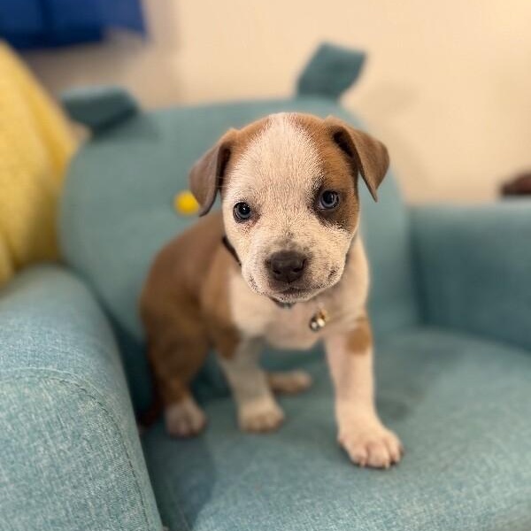 Guy Prince Perla — thumbnail 3