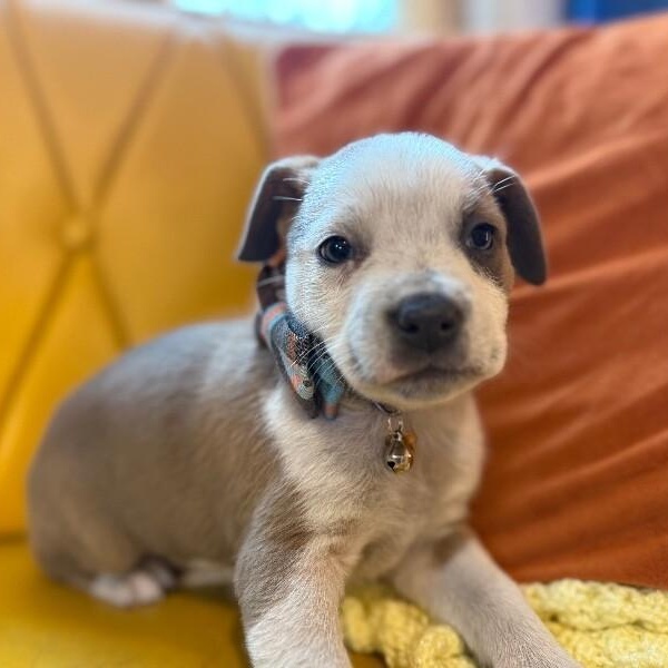 Guy Prince Perla — thumbnail 4