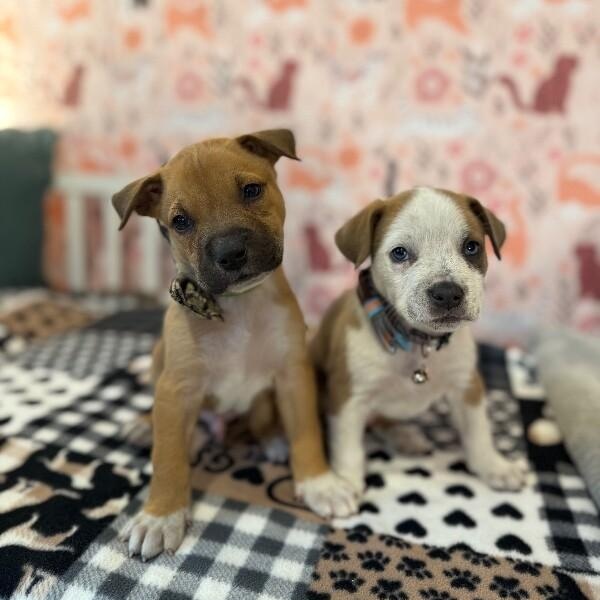 Guy Prince Perla — thumbnail 5