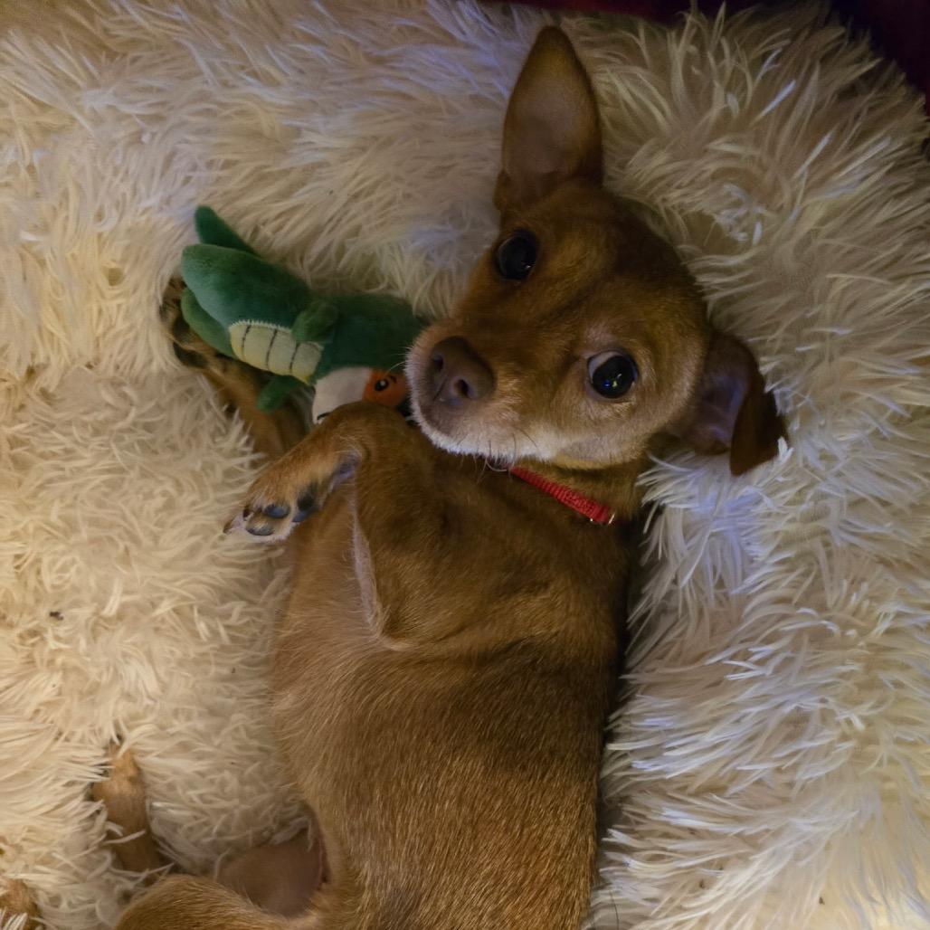 Tiny, Adoptable, Adult Female Chihuahua & Dachshund.