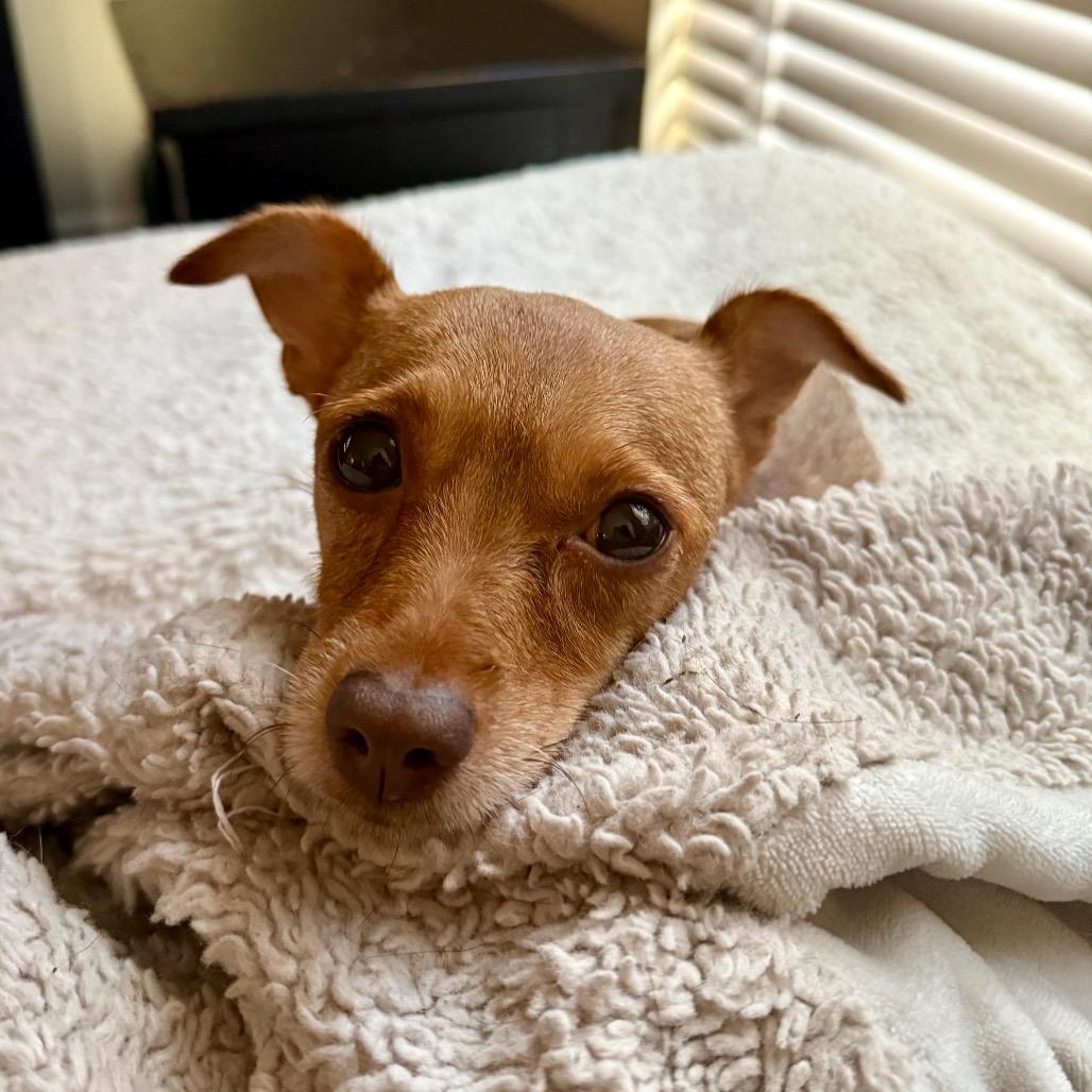 Enlarge Tiny, a Adoptable mixed breed in Fairfax, VA image 2/6