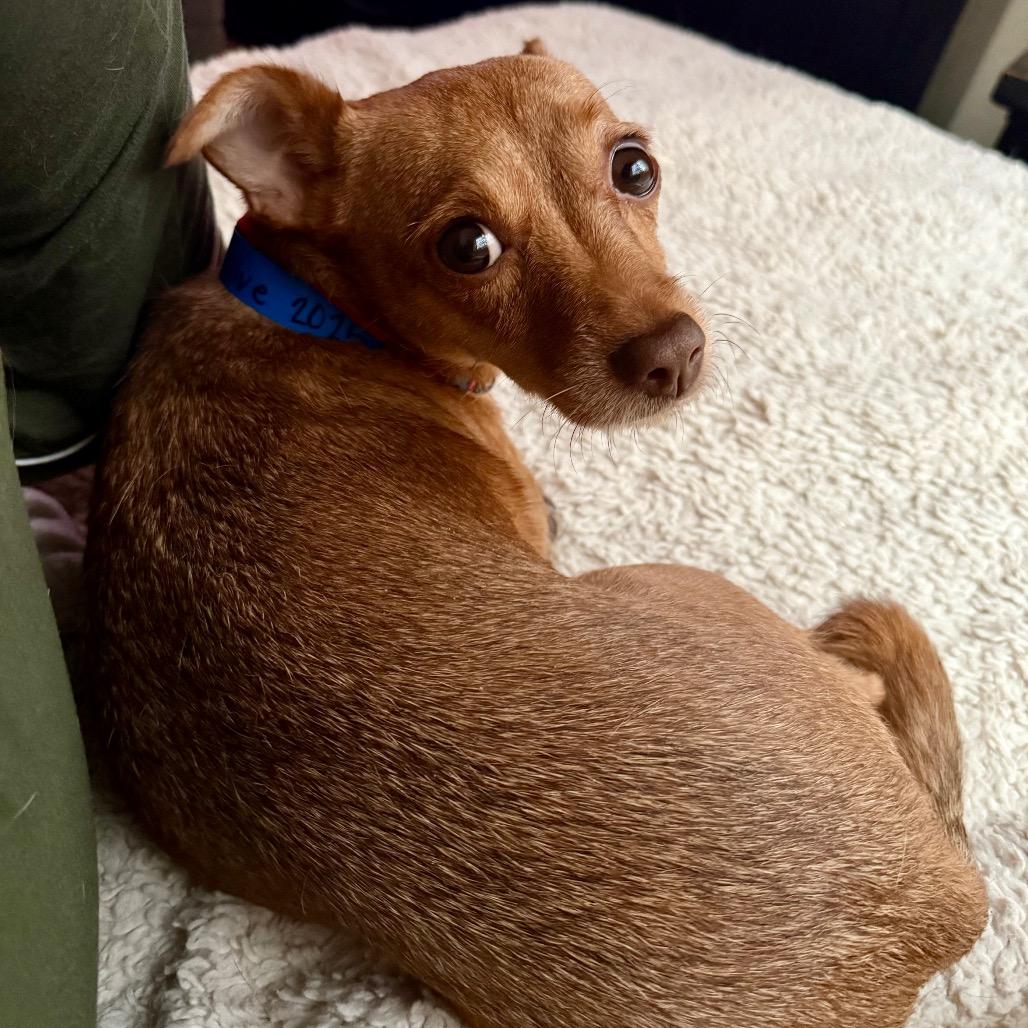 Enlarge Tiny, a Adoptable mixed breed in Fairfax, VA image 3/6