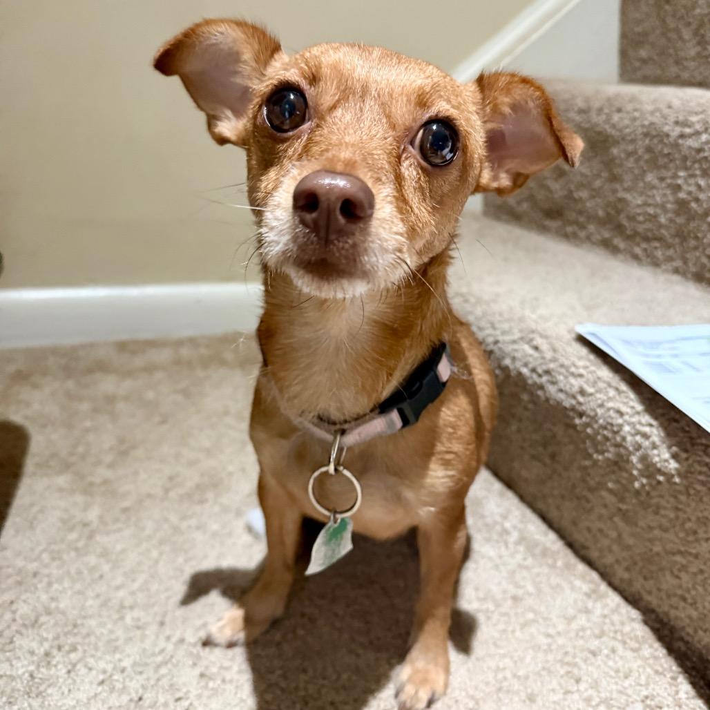 Enlarge Tiny, a Adoptable mixed breed in Fairfax, VA image 4/6