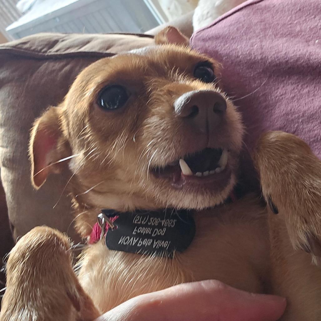 Enlarge Tiny, a Adoptable mixed breed in Fairfax, VA image 6/6