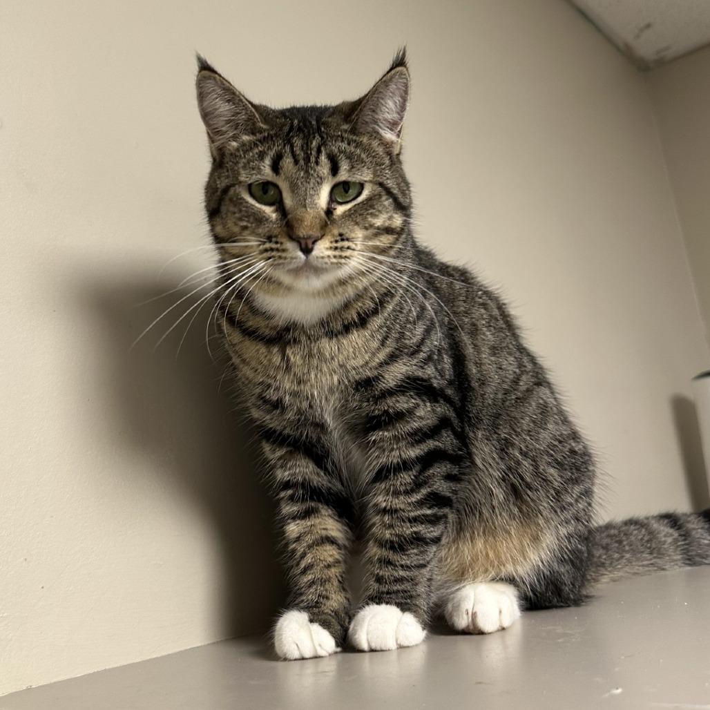 Enlarge Tiny, a Adoptable Domestic Short Hair in Blue Ridge, GA image 1/3