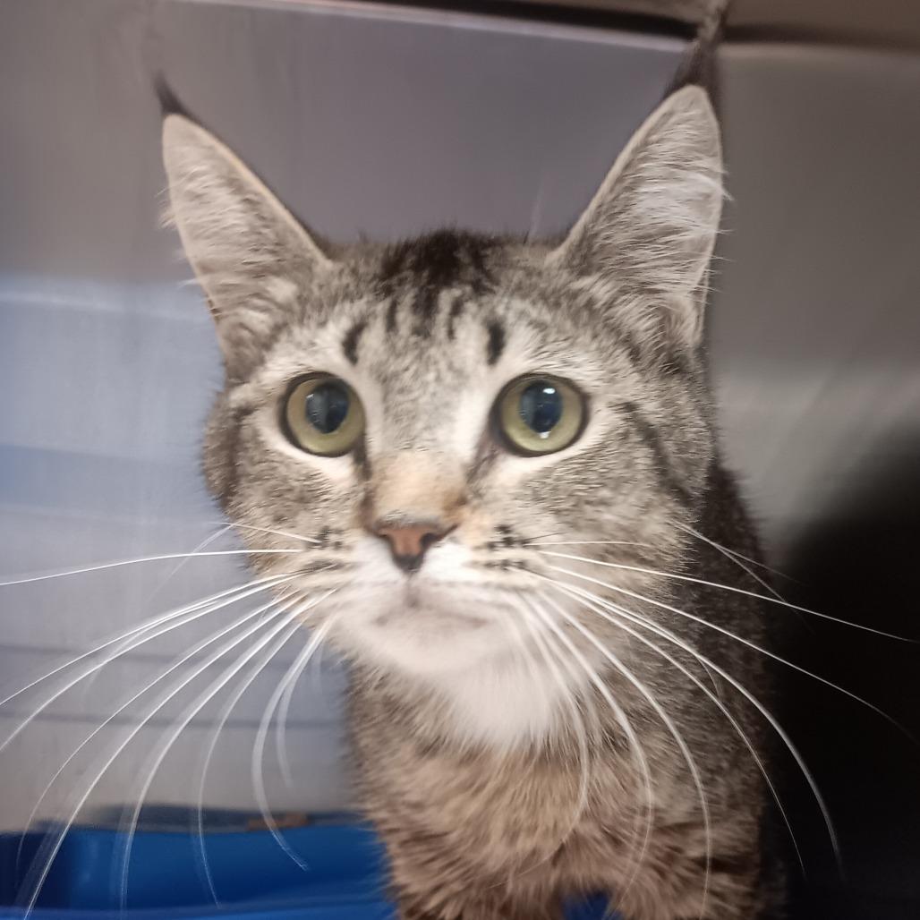 Enlarge Tiny, a Adoptable Domestic Short Hair in Blue Ridge, GA image 2/3