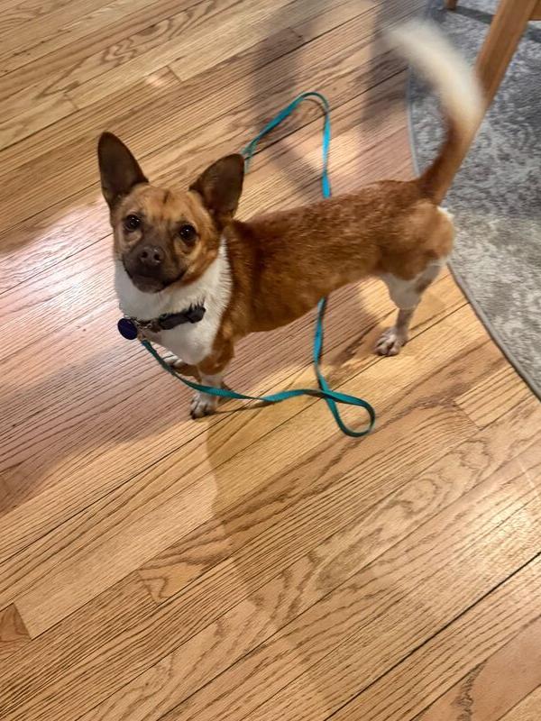 Ttorung, Adoptable, Adult Male Corgi & Jindo.