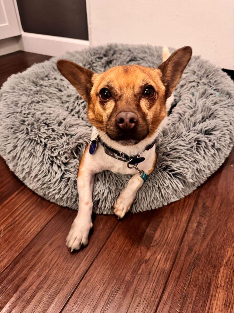 Enlarge Ttorung, a Adoptable mixed breed in Long Island City, NY image 2/6