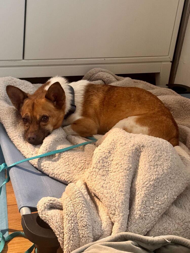 Enlarge Ttorung, a Adoptable mixed breed in Long Island City, NY image 3/6