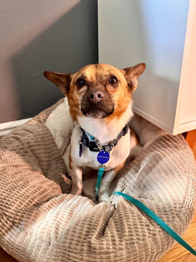 Enlarge Ttorung, a Adoptable mixed breed in Long Island City, NY image 4/6