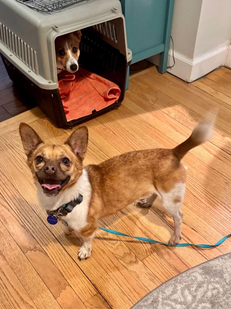 Enlarge Ttorung, a Adoptable mixed breed in Long Island City, NY image 5/6