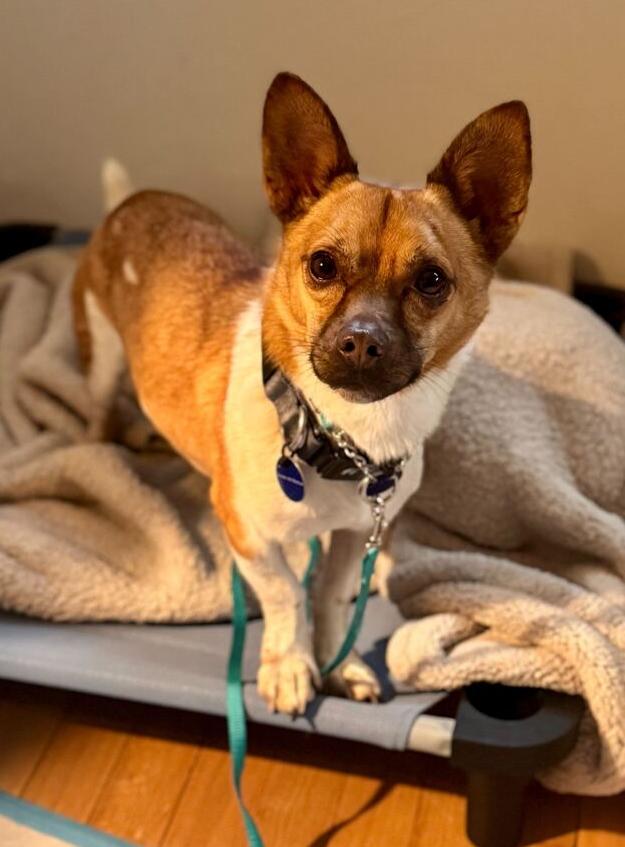 Enlarge Ttorung, a Adoptable mixed breed in Long Island City, NY image 6/6