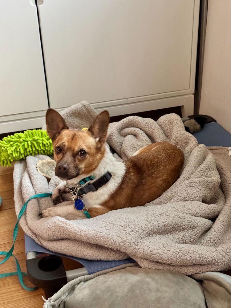 Enlarge Ttorung, a Adoptable mixed breed in Long Island City, NY image 6/6