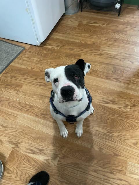 Enlarge Chopper, an adopted mixed breed in Shirley, NY image 3/6