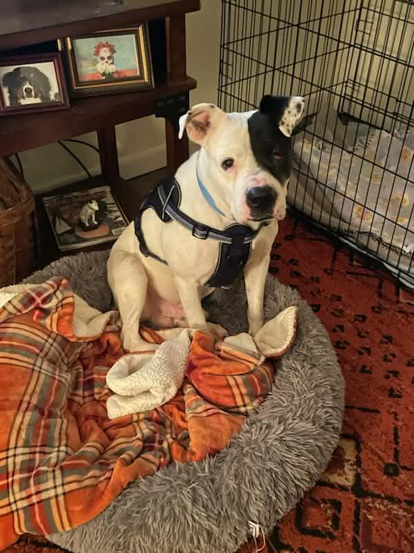 Enlarge Chopper, an adopted mixed breed in Shirley, NY image 1/6