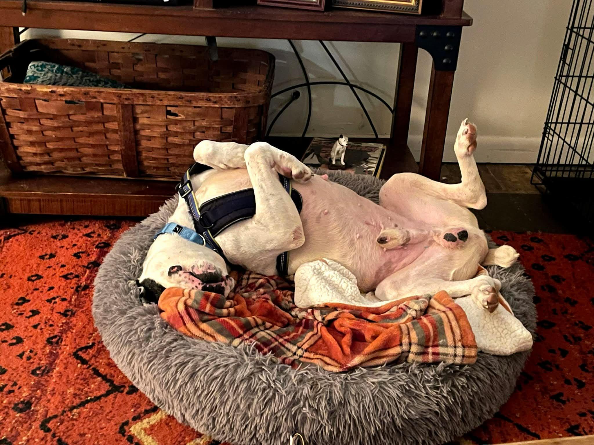 Enlarge Chopper, an adopted mixed breed in Shirley, NY image 4/6